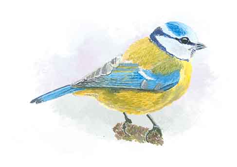 Blue Tit Greetings Card