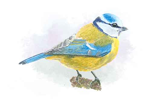 Blue Tit Greetings Cards (5 pack)