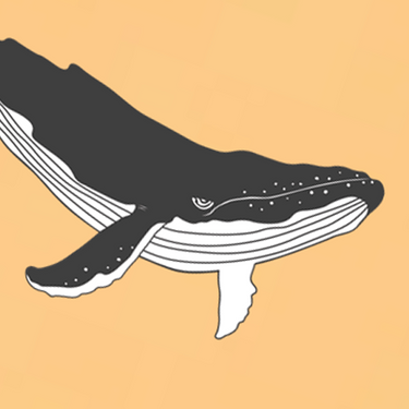 blue whale organic cotton t-shirt detail 