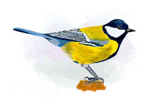 Great Tit Greetings Cards (5 pack)