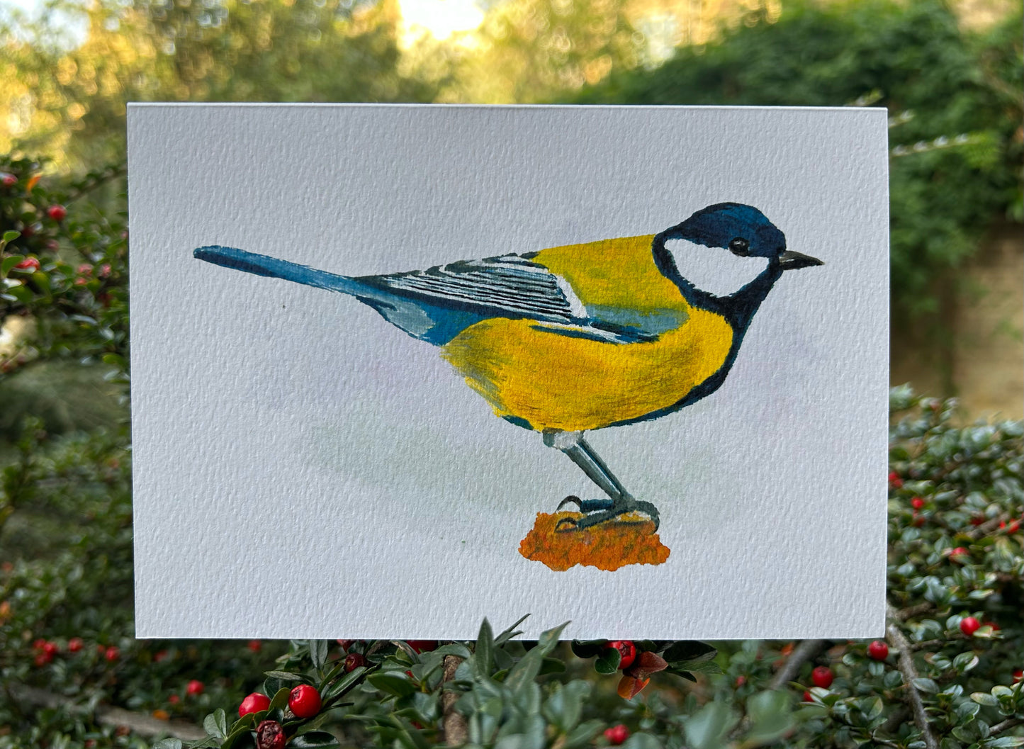 Great Tit Greetings Cards (5 pack)