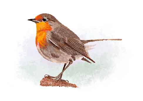Robin Greetings Cards (5 pack)